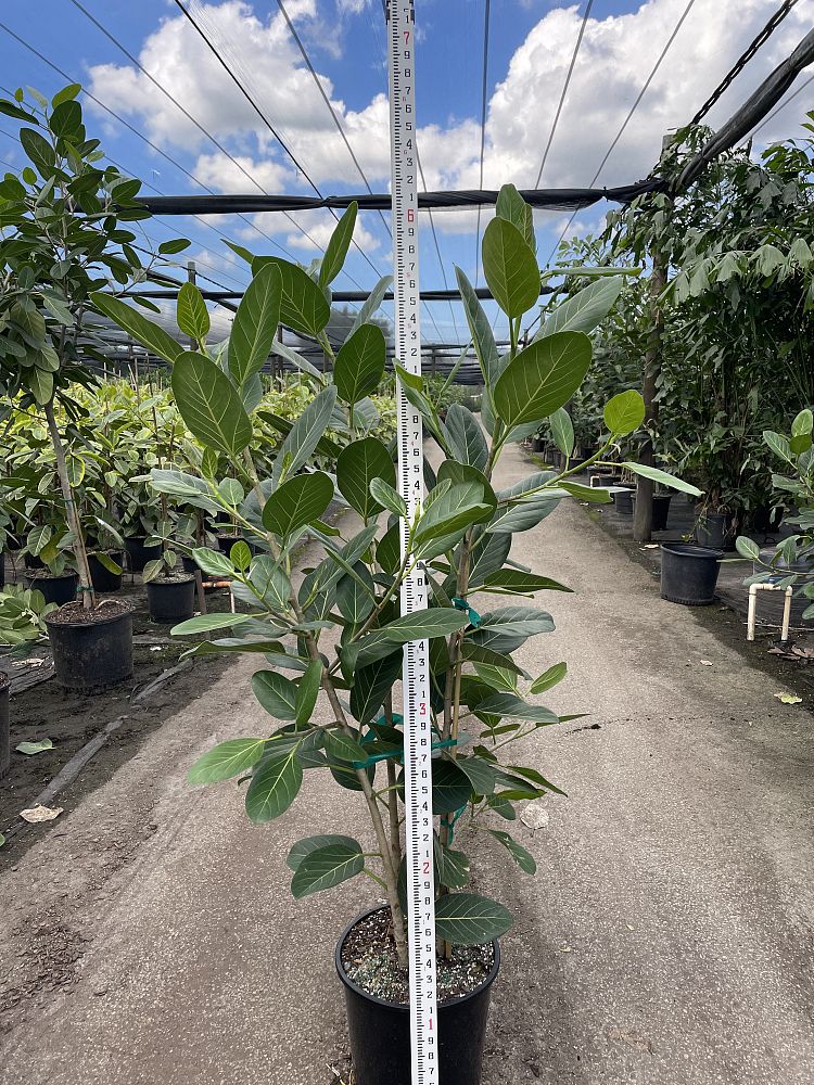 ficus-benghalensis-audrey-weeping-fig