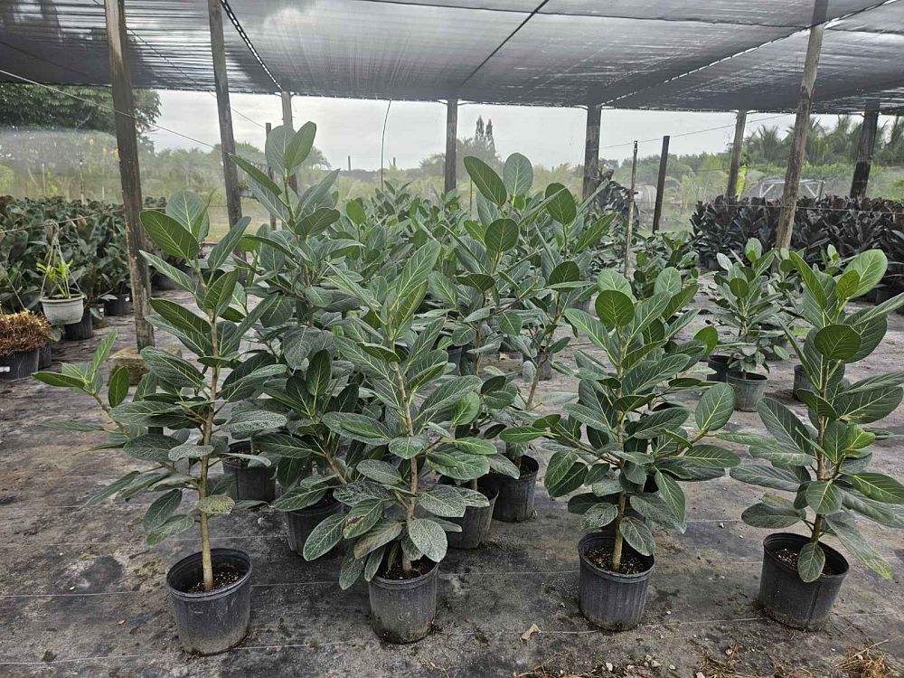 ficus-benghalensis-audrey-weeping-fig
