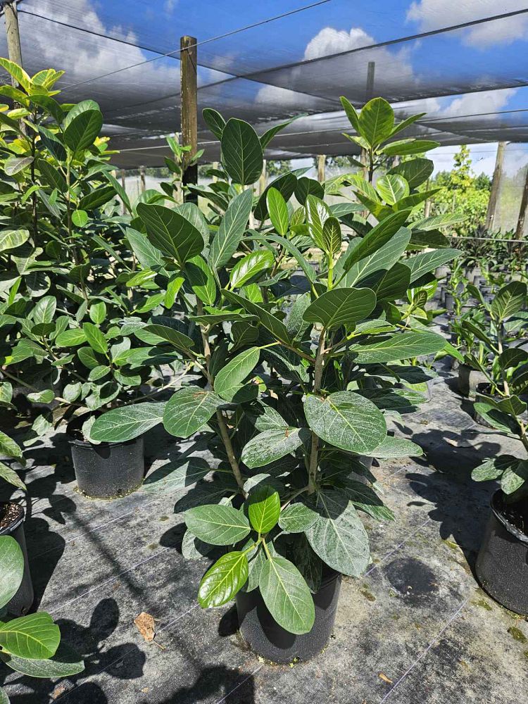 ficus-benghalensis-audrey-weeping-fig
