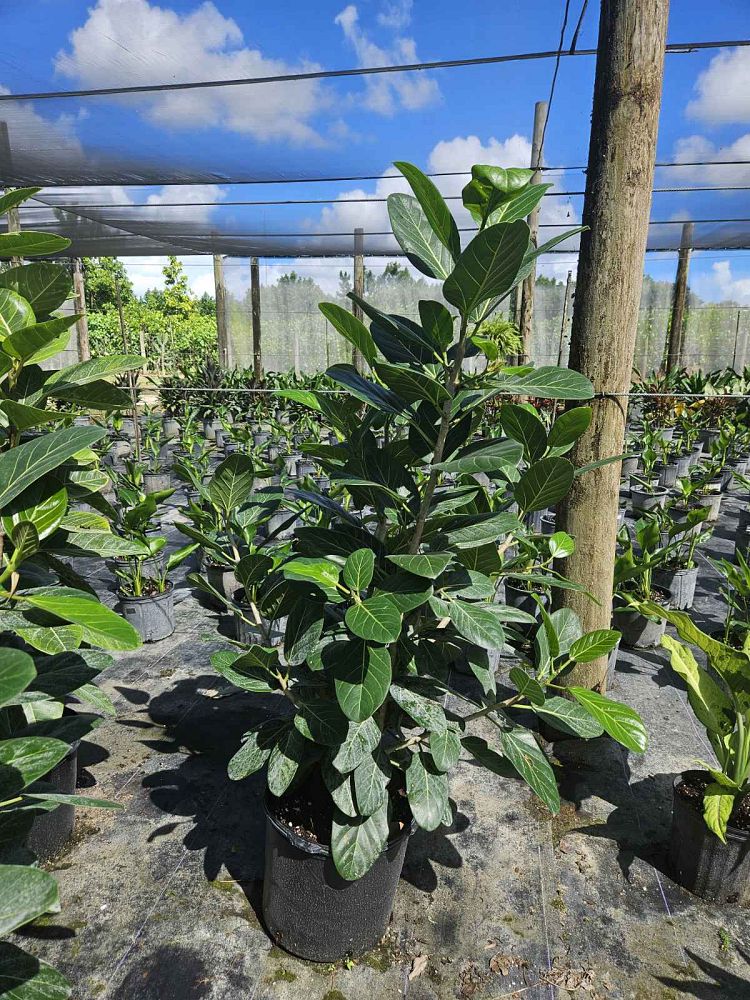 ficus-benghalensis-audrey-weeping-fig