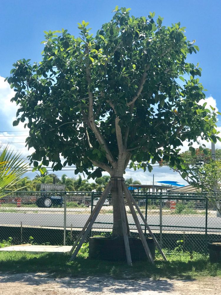 Specimens Galore Inc