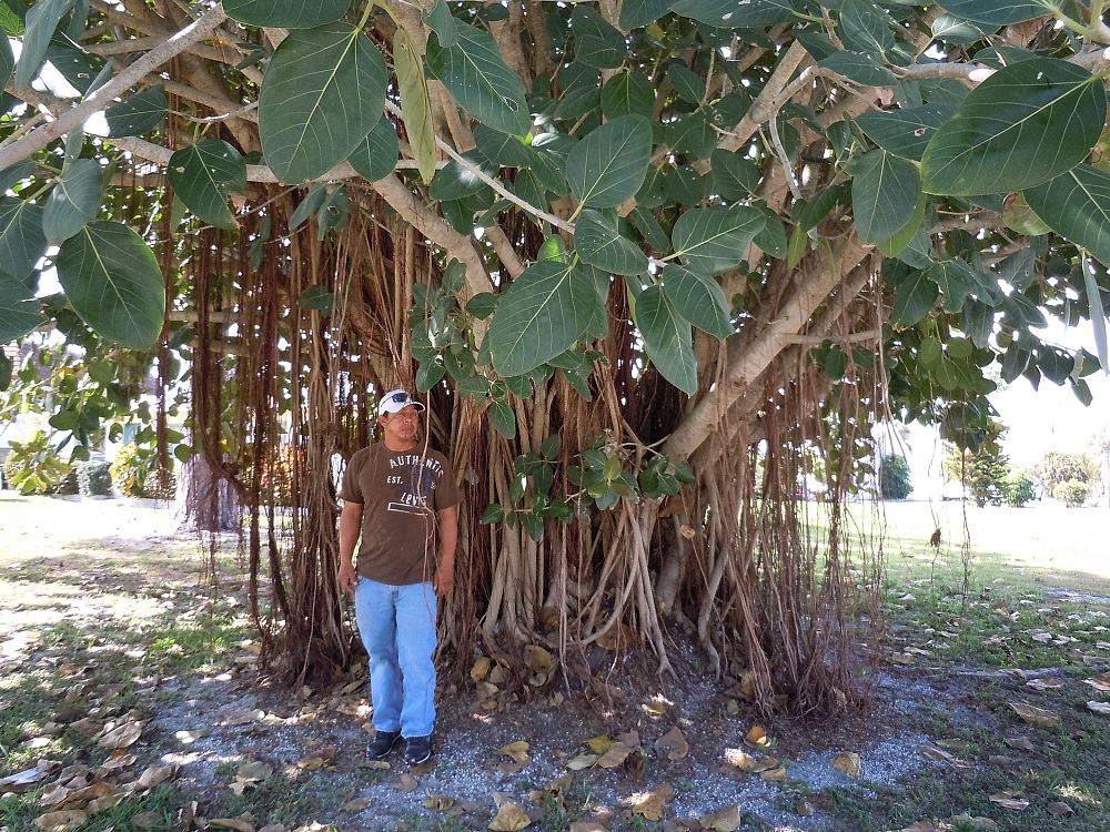ficus-benghalensis-banyan-tree