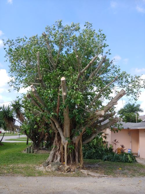 ficus-benghalensis-banyan-tree