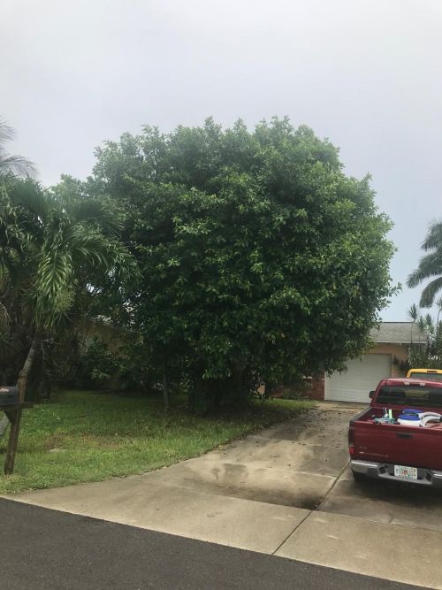 ficus-benghalensis-banyan-tree