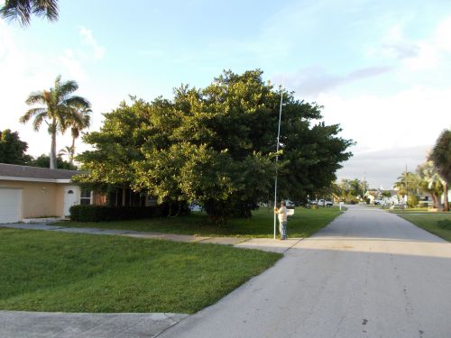 ficus-benghalensis-banyan-tree