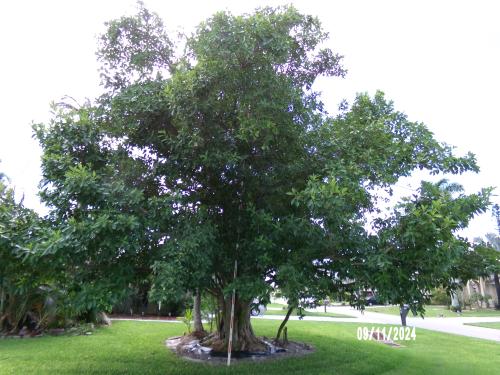 ficus-benghalensis-banyan-tree