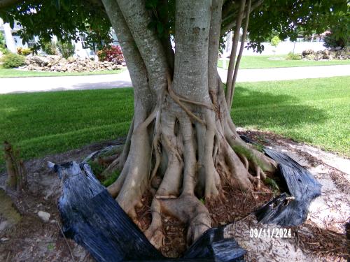 ficus-benghalensis-banyan-tree