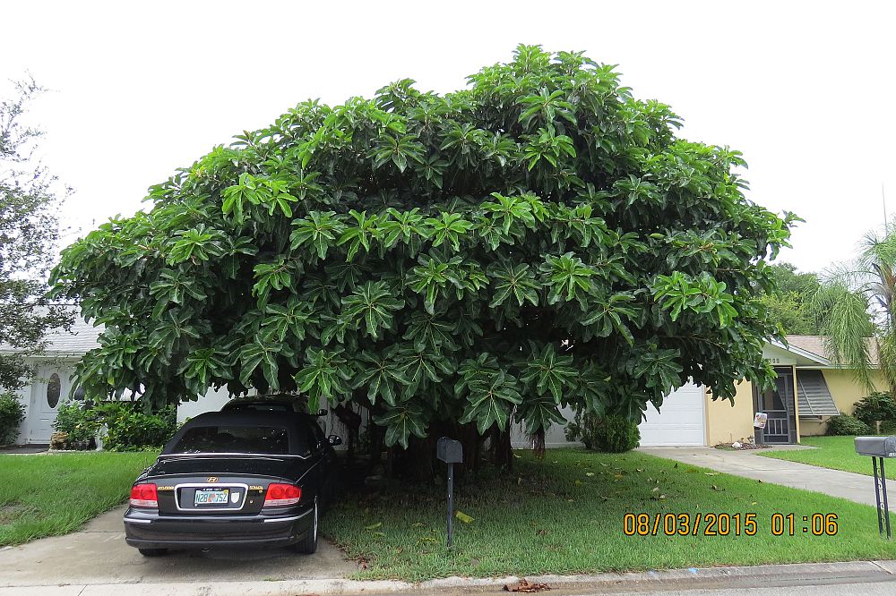 ficus-benghalensis-banyan-tree