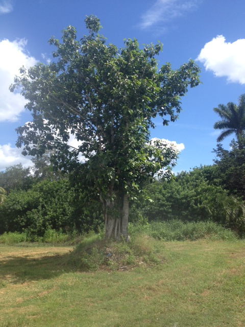 ficus-benghalensis-banyan-tree