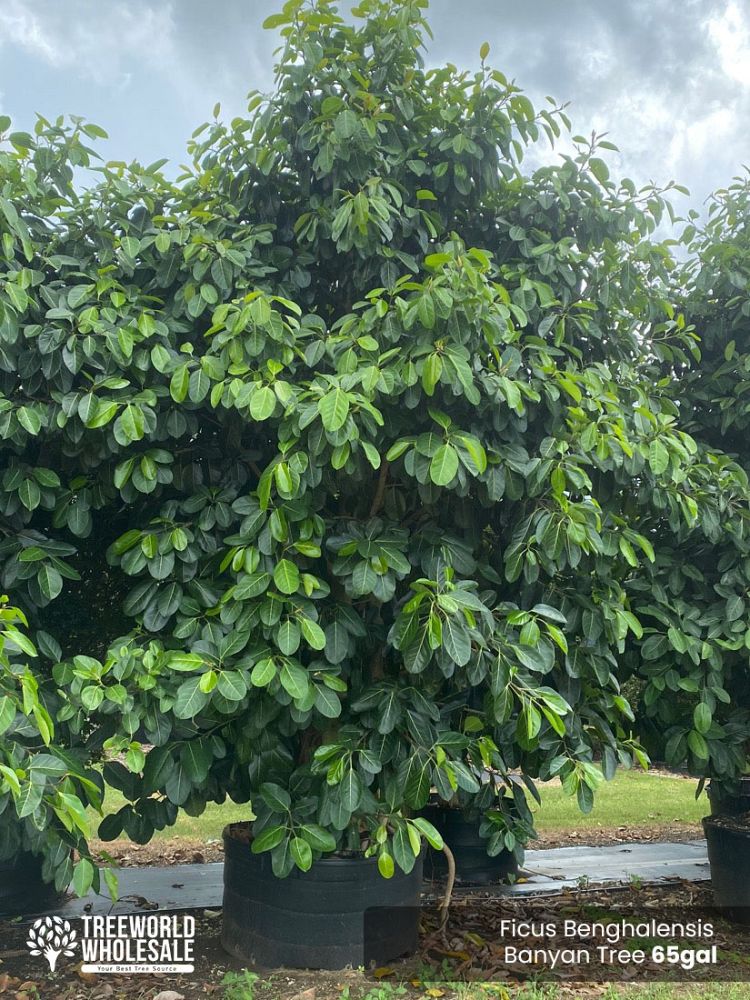 ficus-benghalensis-banyan-tree