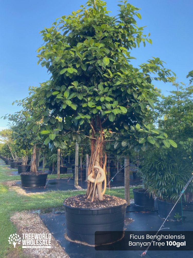 ficus-benghalensis-banyan-tree