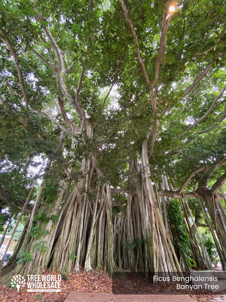 ficus-benghalensis-banyan-tree