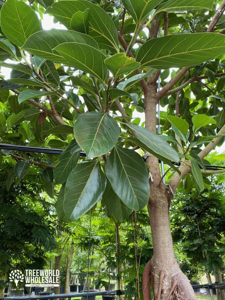 ficus-benghalensis-banyan-tree