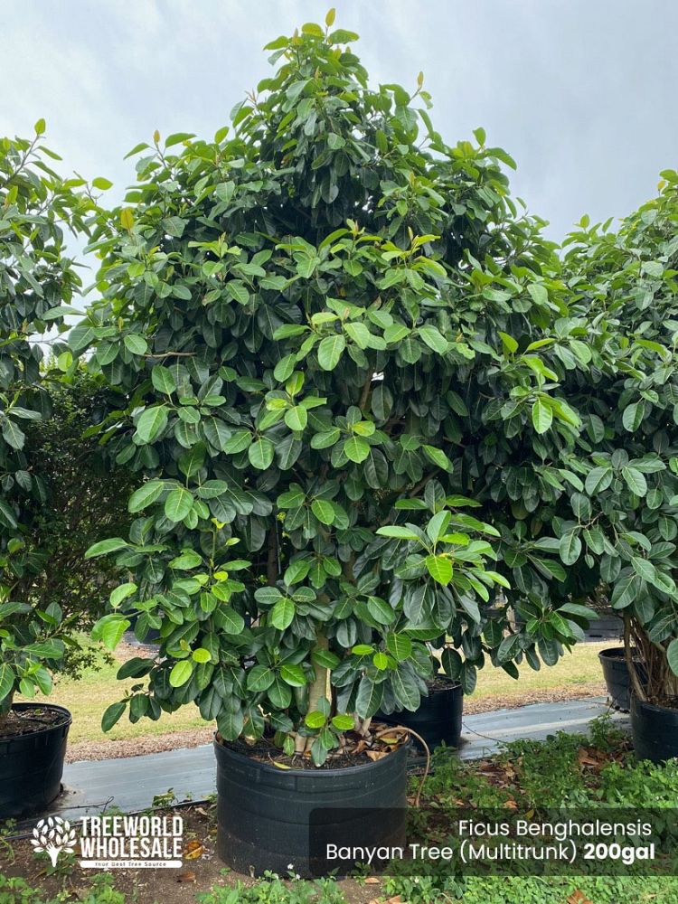 ficus-benghalensis-banyan-tree