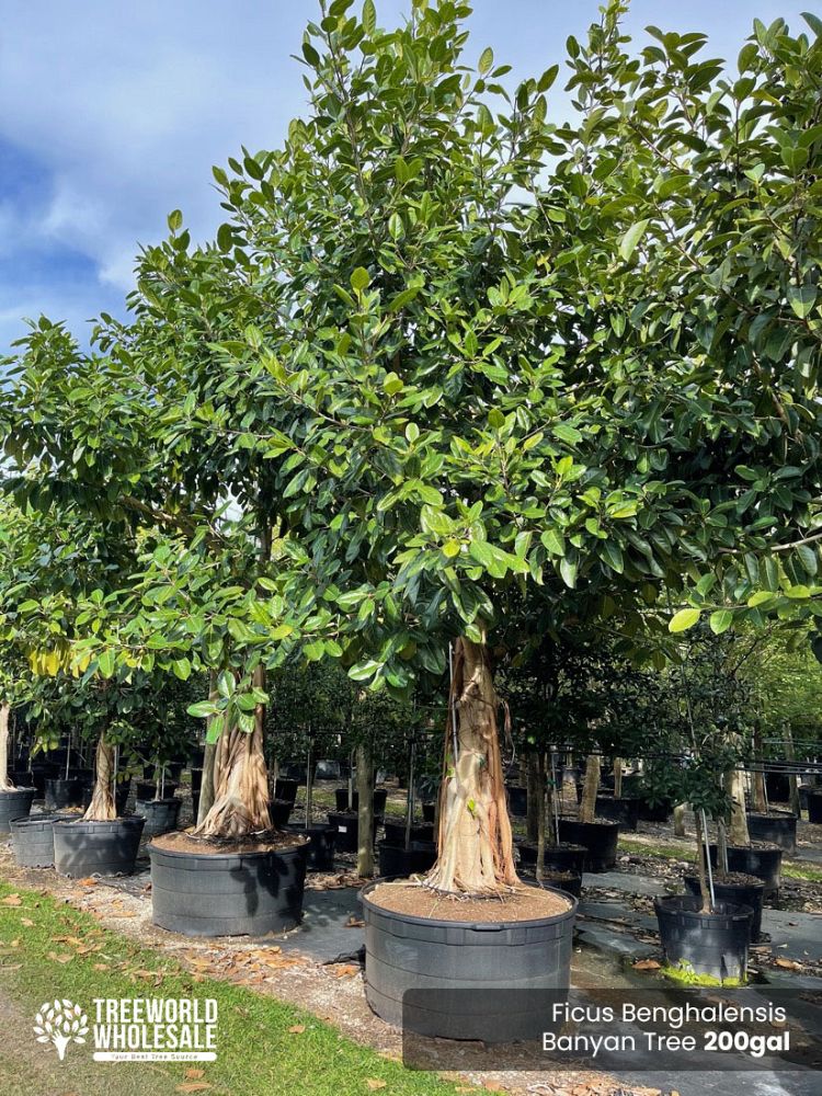 ficus-benghalensis-banyan-tree