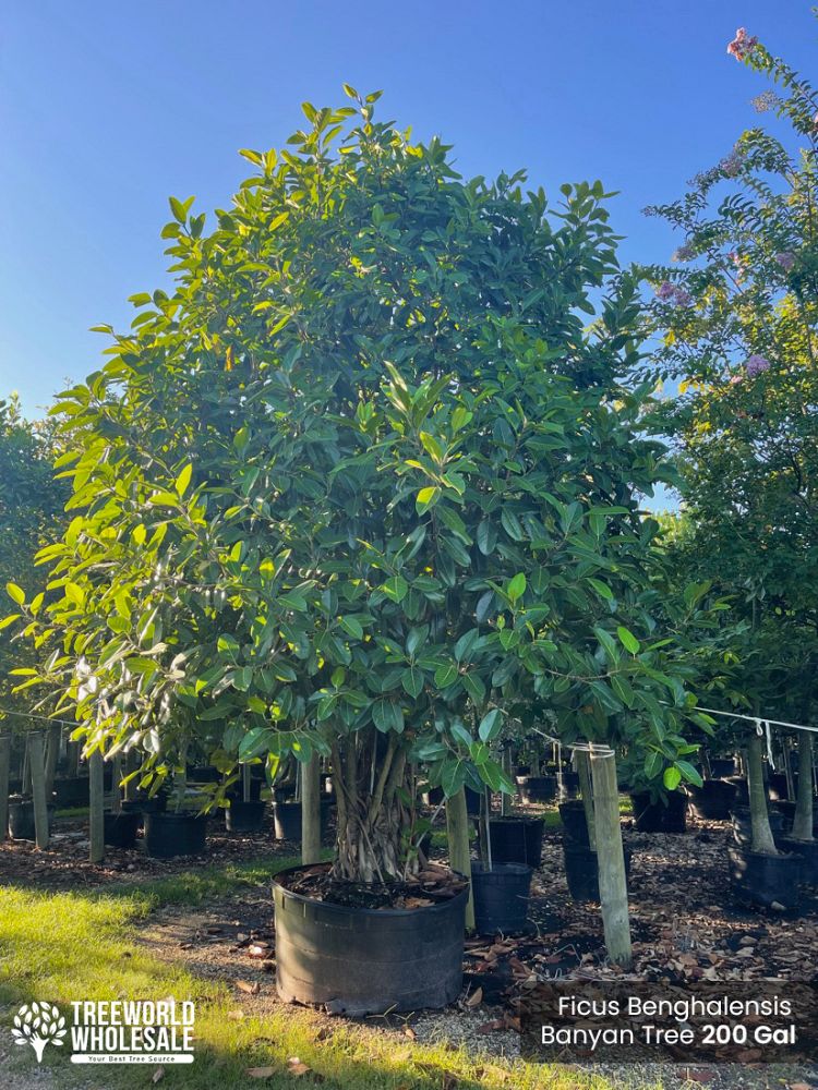 ficus-benghalensis-banyan-tree