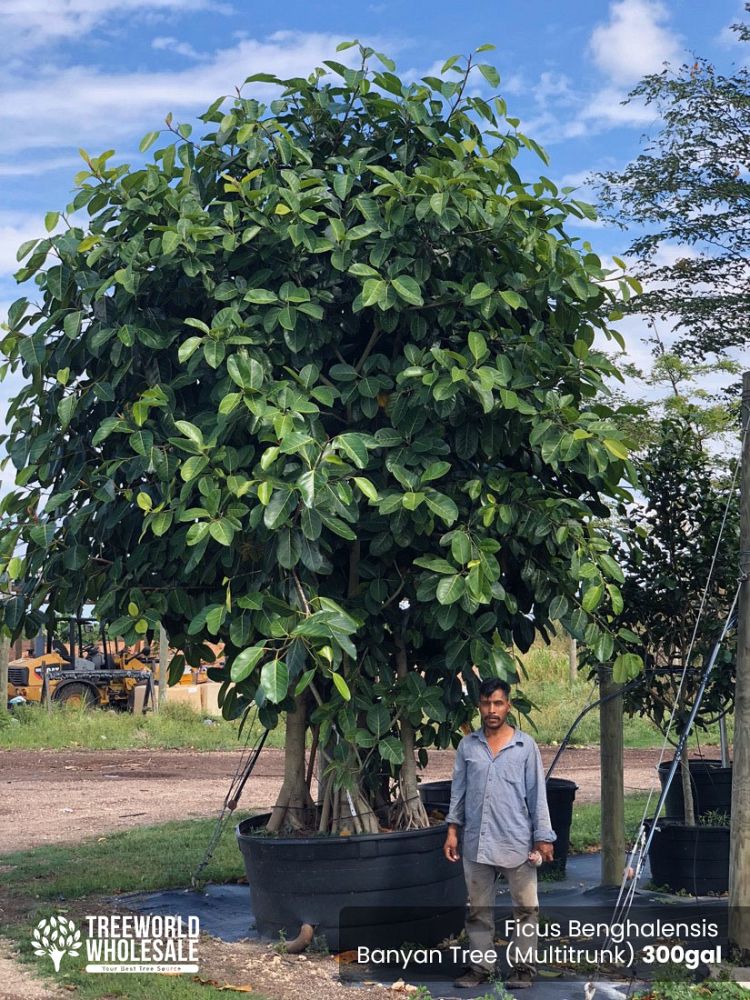 ficus-benghalensis-banyan-tree