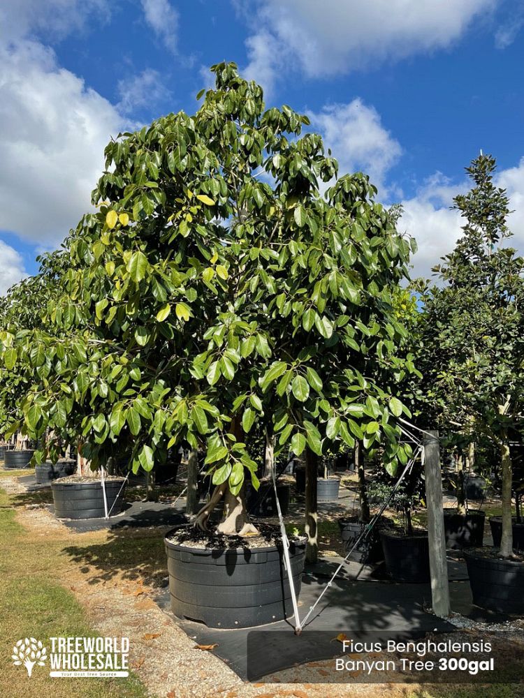 ficus-benghalensis-banyan-tree