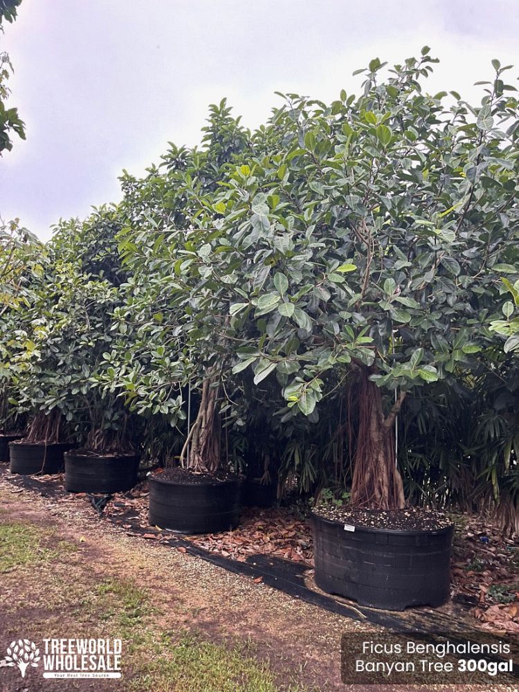 ficus-benghalensis-banyan-tree