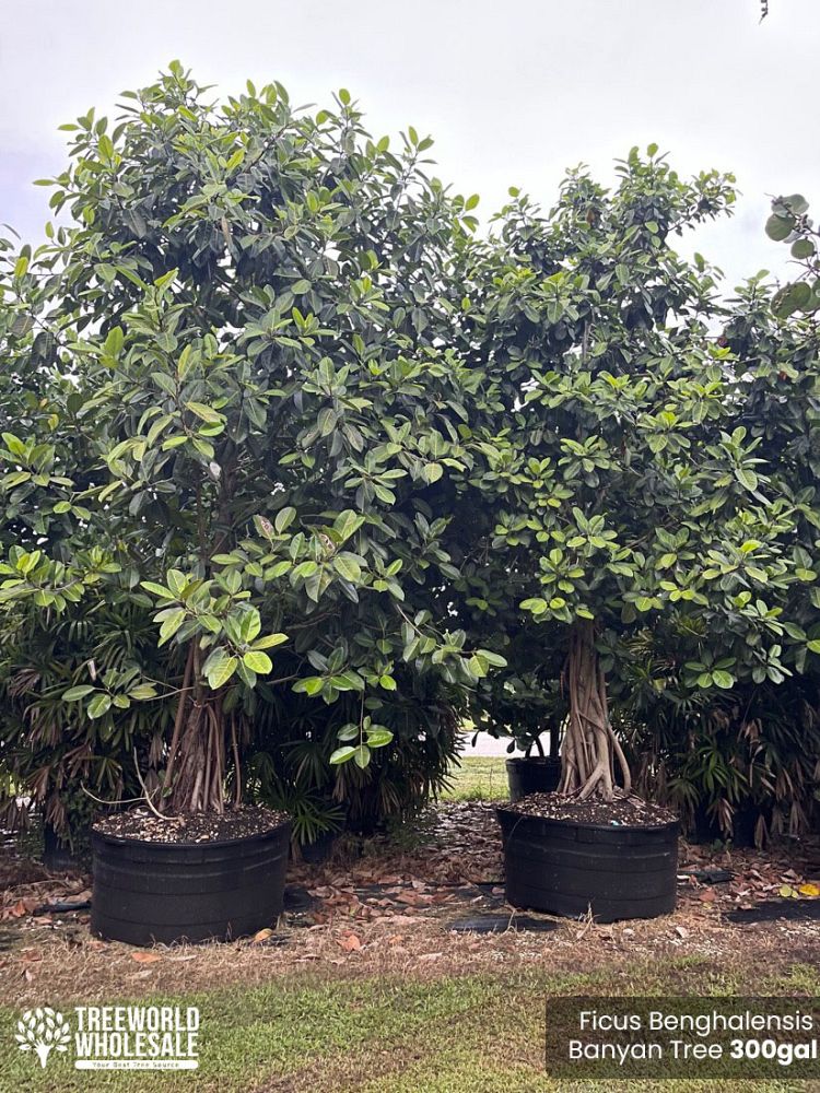 ficus-benghalensis-banyan-tree