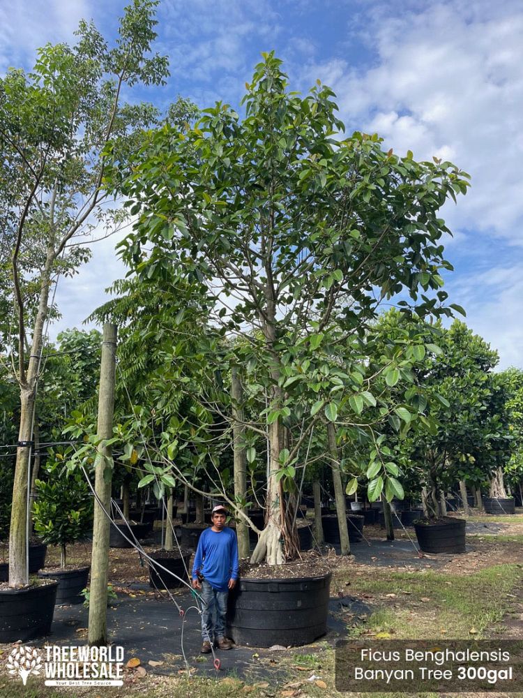 ficus-benghalensis-banyan-tree
