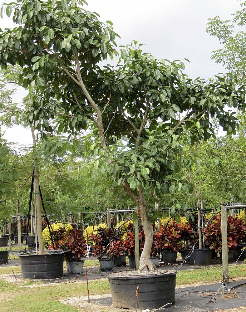 ficus-benghalensis-banyan-tree