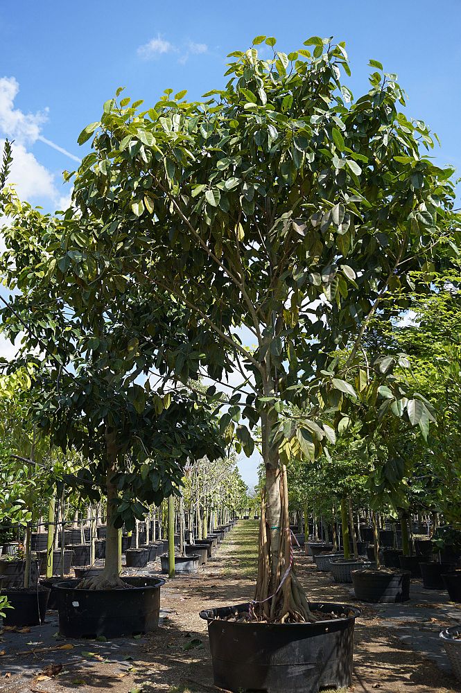 ficus-benghalensis-banyan-tree