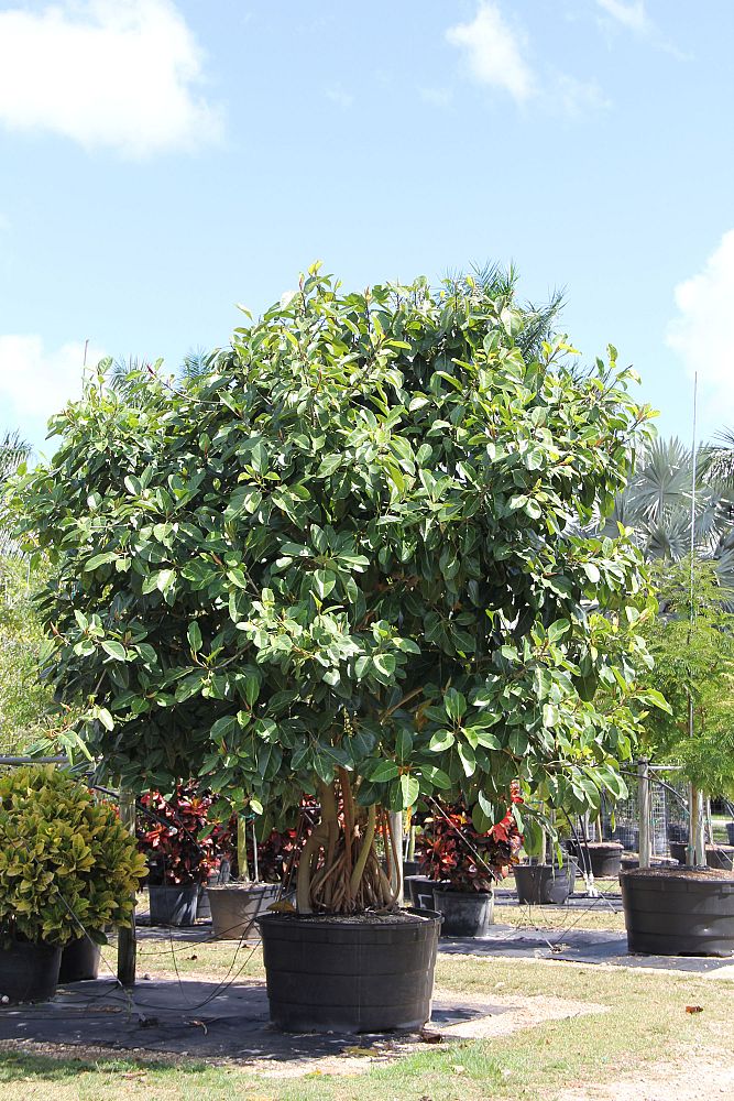 ficus-benghalensis-banyan-tree