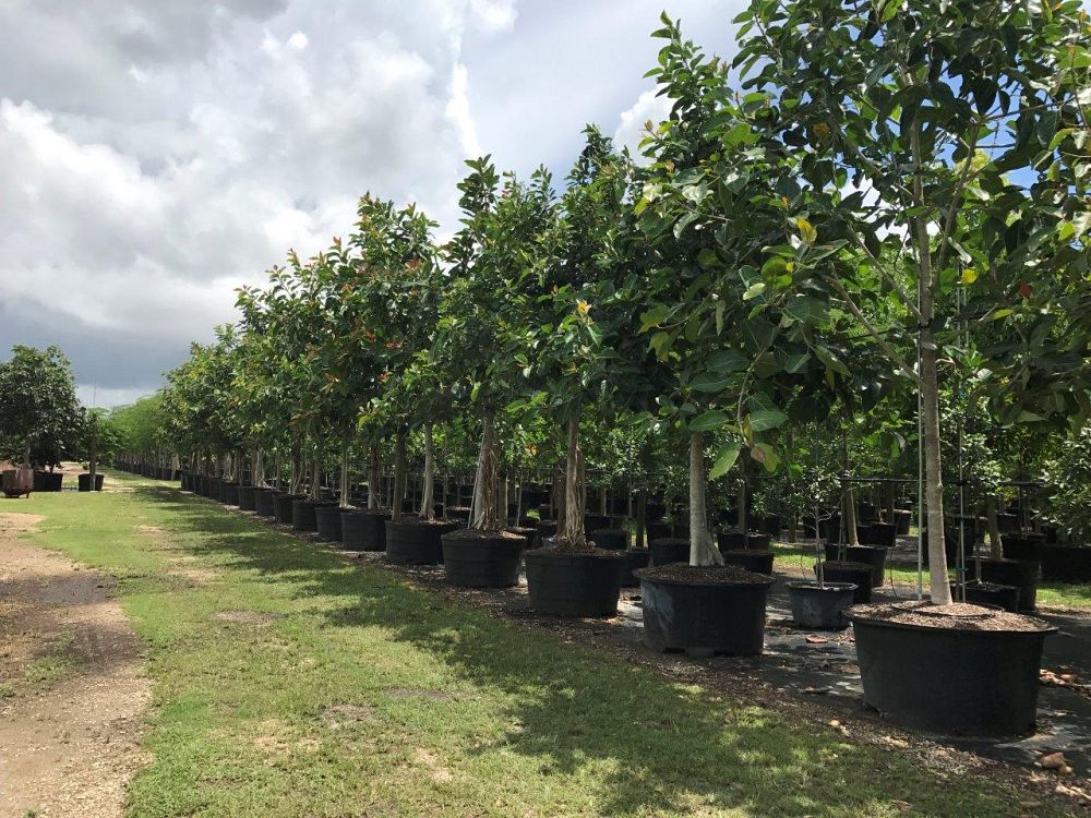 ficus-benghalensis-banyan-tree