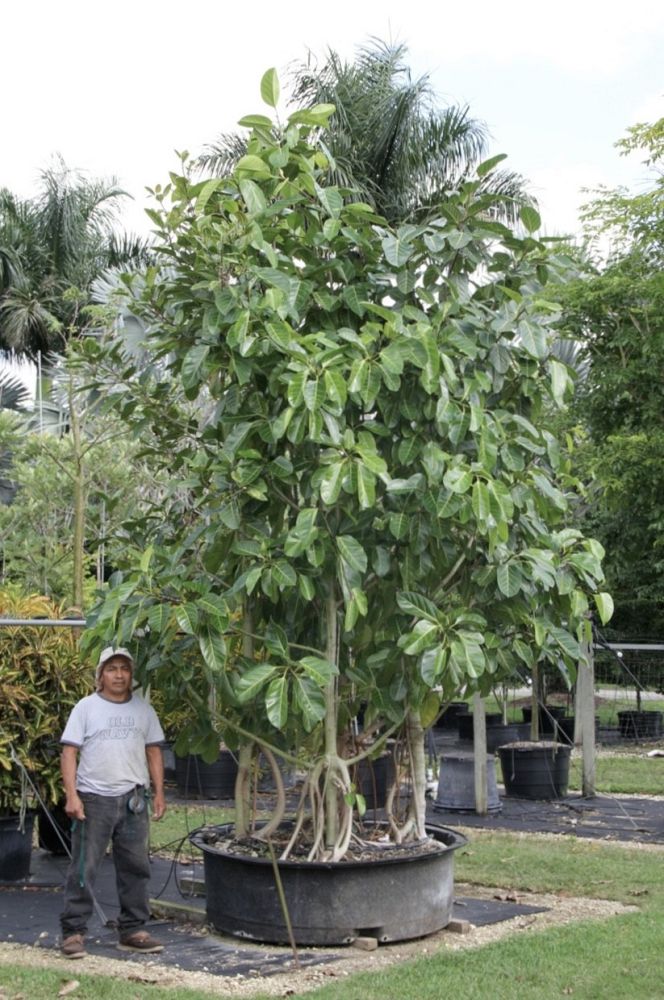 ficus-benghalensis-banyan-tree