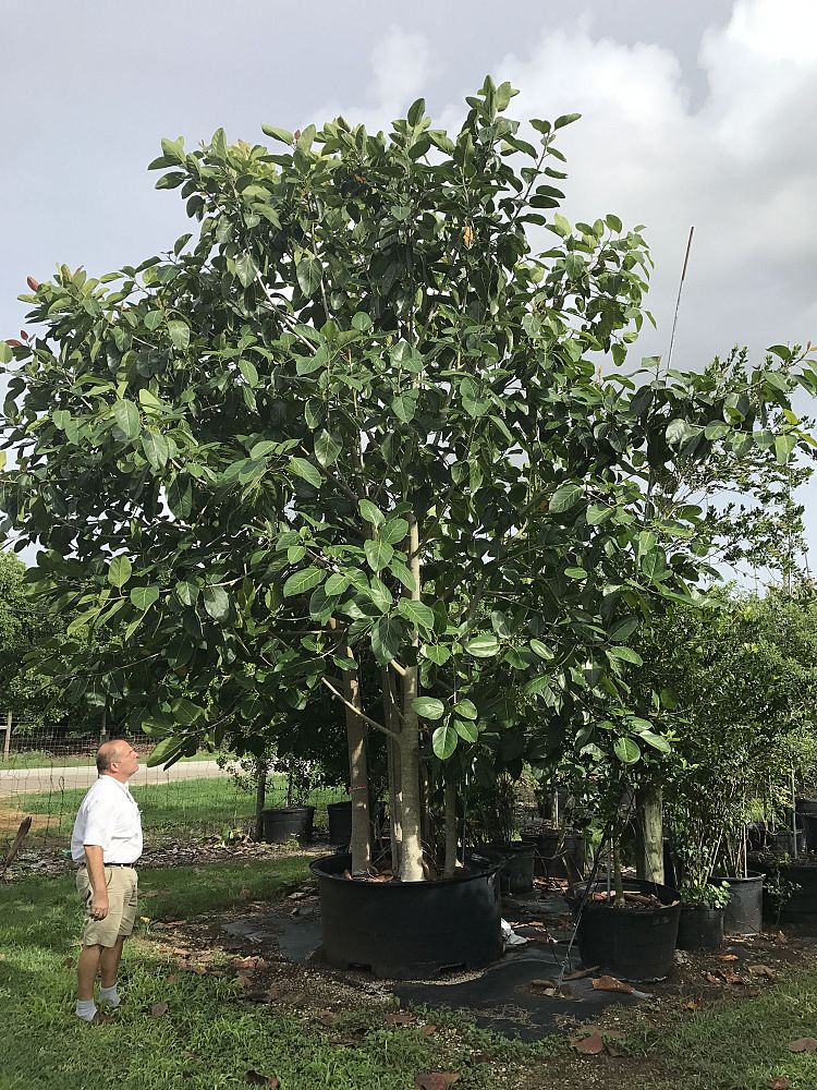 ficus-benghalensis-banyan-tree