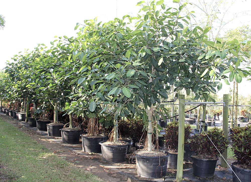 ficus-benghalensis-banyan-tree