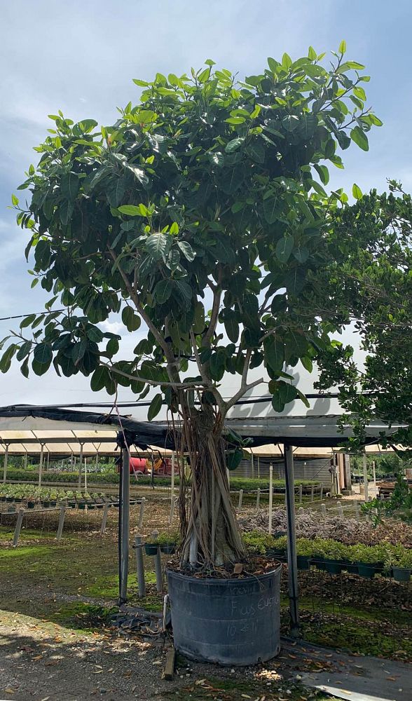 ficus-benghalensis-banyan-tree