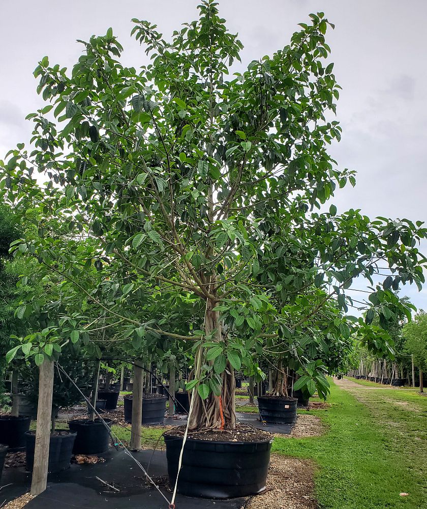ficus-benghalensis-banyan-tree