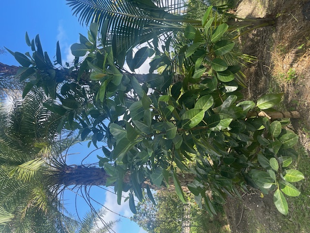 ficus-benghalensis-banyan-tree