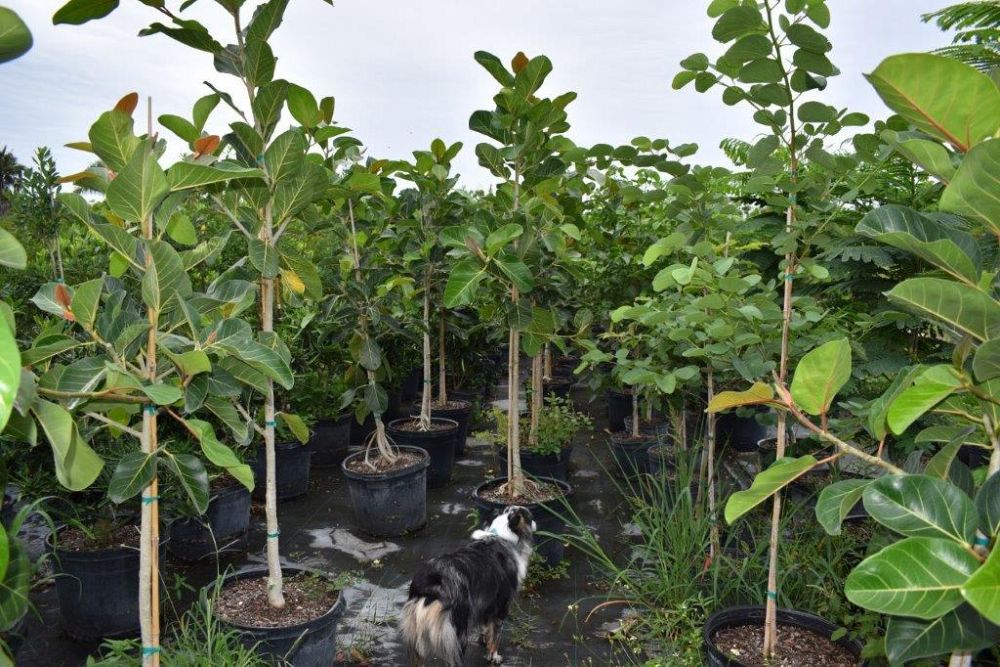 ficus-benghalensis-banyan-tree