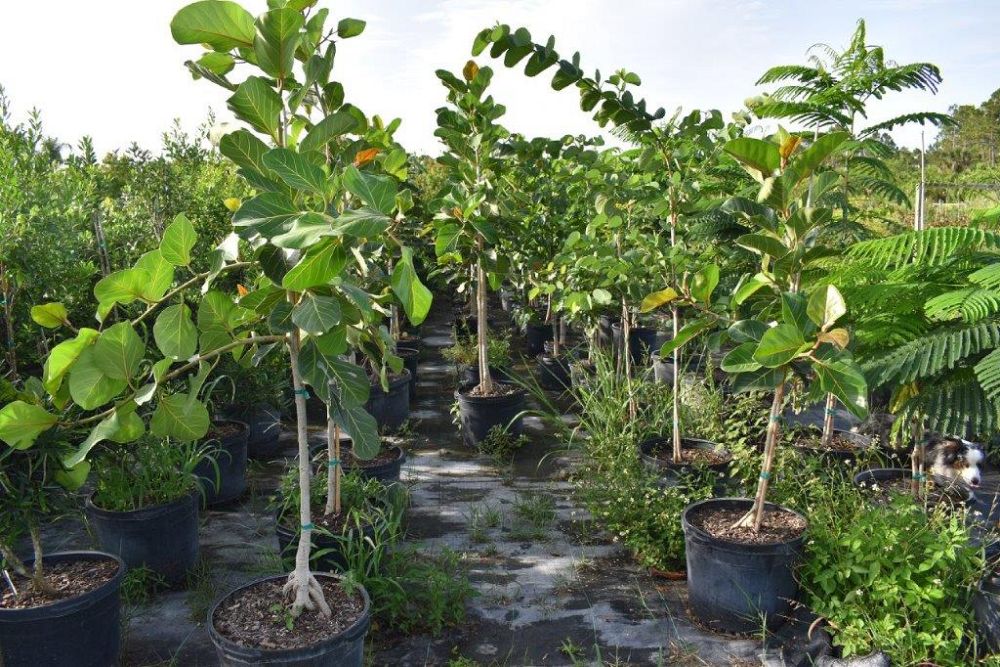 ficus-benghalensis-banyan-tree