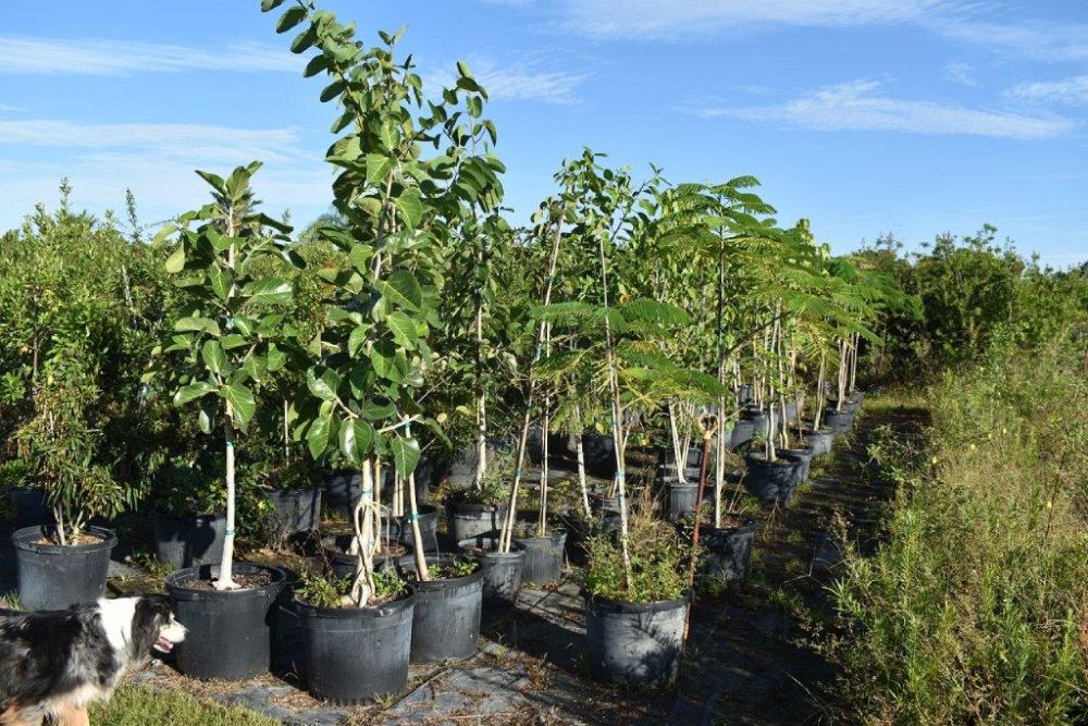 ficus-benghalensis-banyan-tree