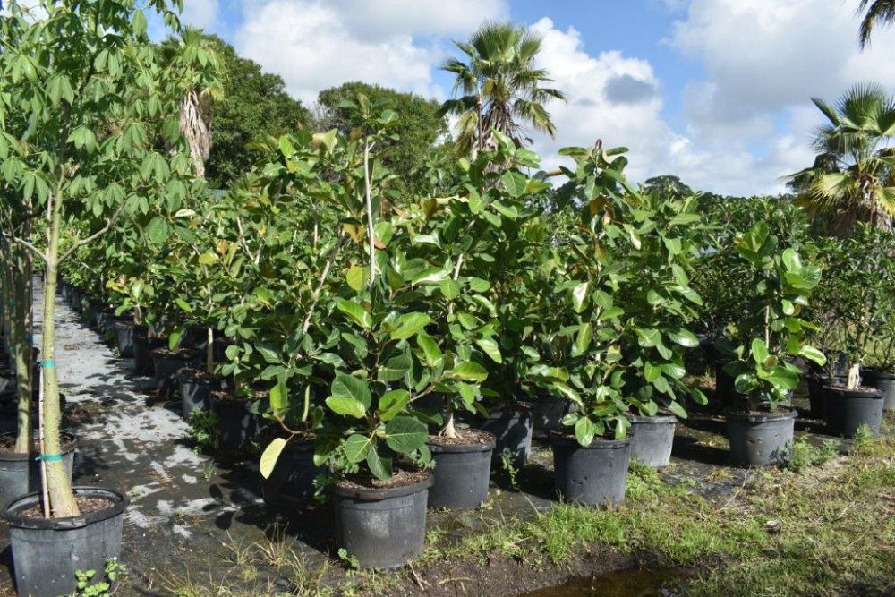 ficus-benghalensis-banyan-tree