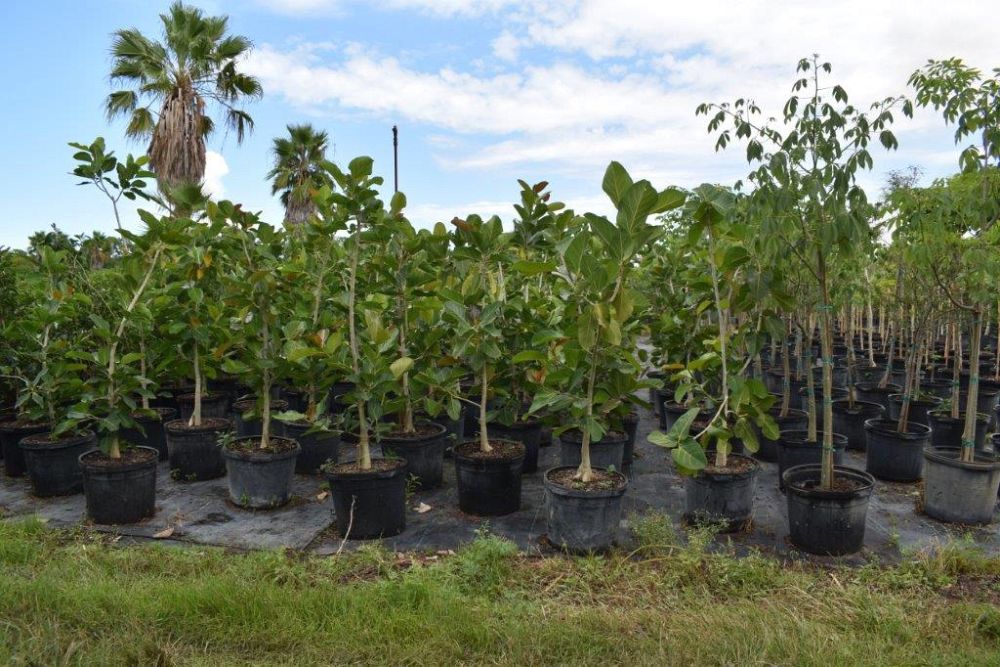 ficus-benghalensis-banyan-tree