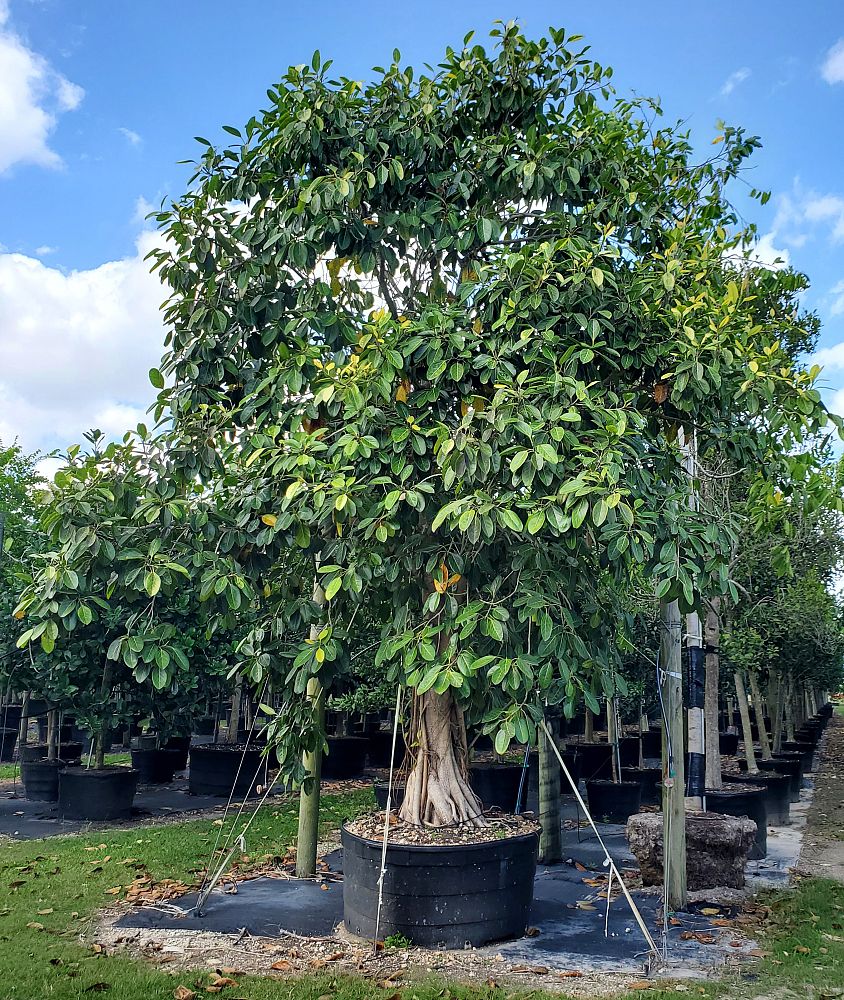 ficus-benghalensis-banyan-tree