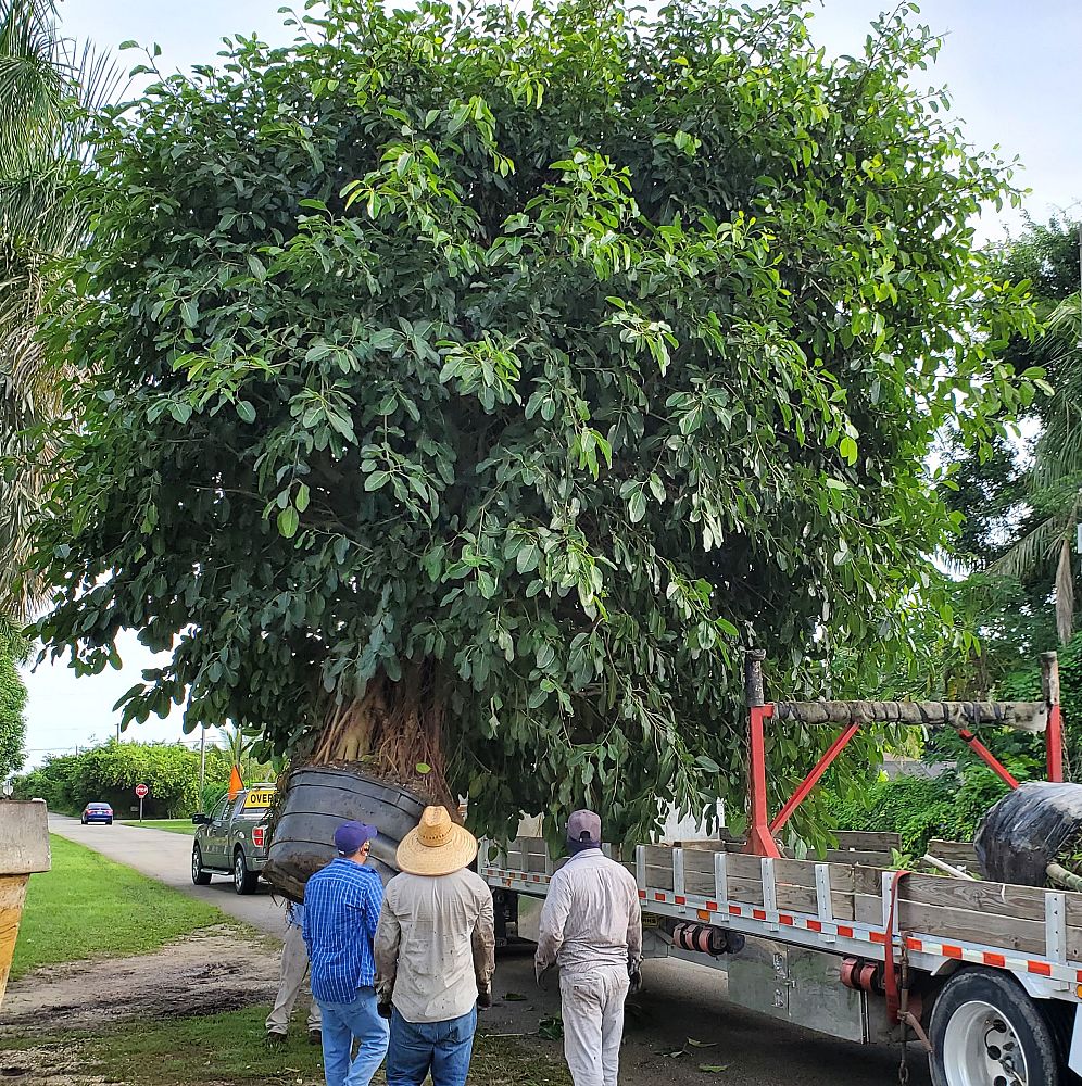 ficus-benghalensis-banyan-tree