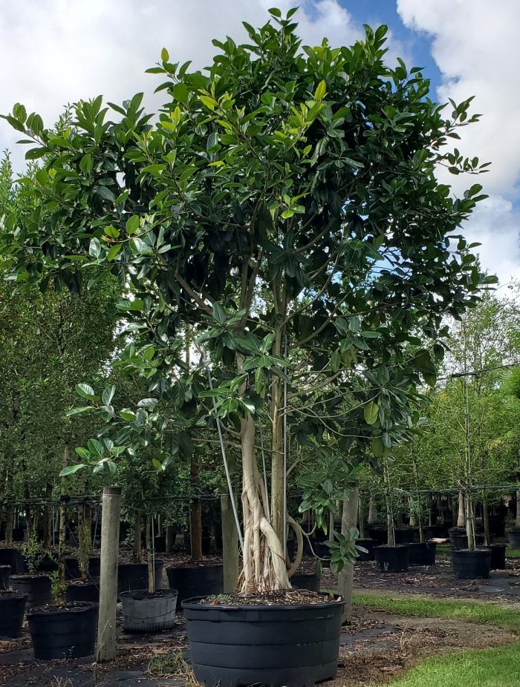 ficus-benghalensis-banyan-tree