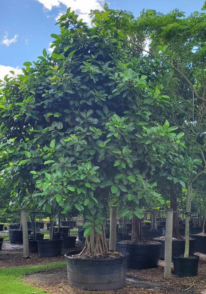 ficus-benghalensis-banyan-tree