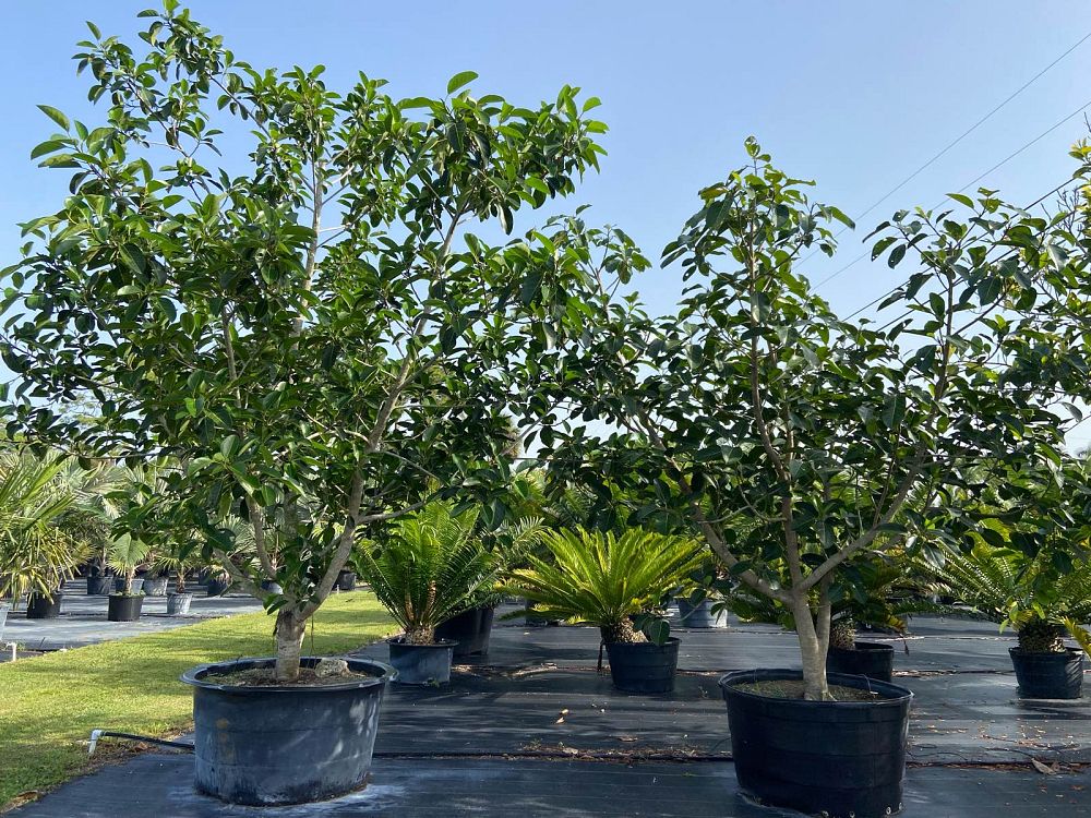 ficus-benghalensis-banyan-tree