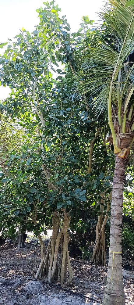 ficus-benghalensis-banyan-tree