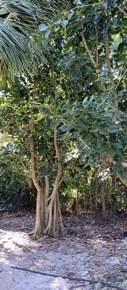 ficus-benghalensis-banyan-tree