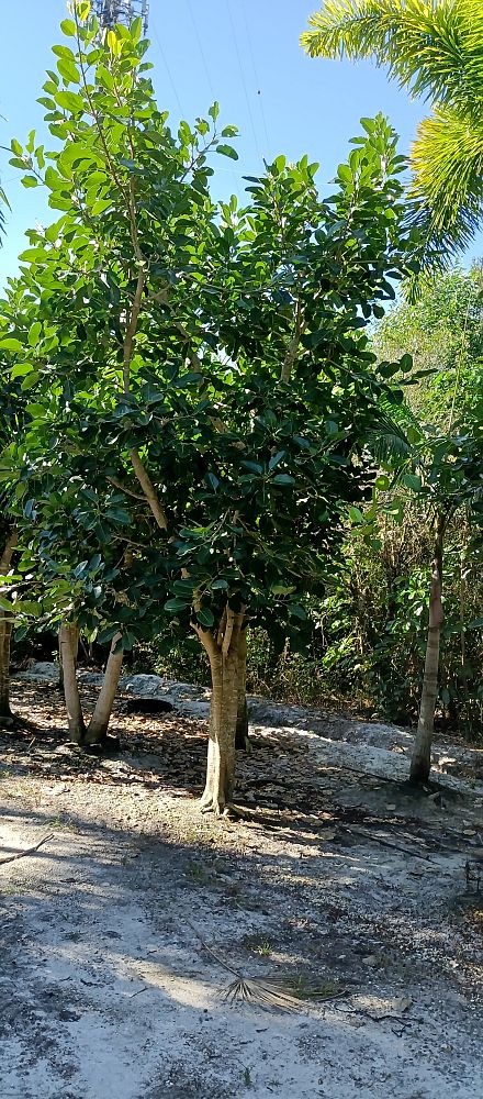 ficus-benghalensis-banyan-tree