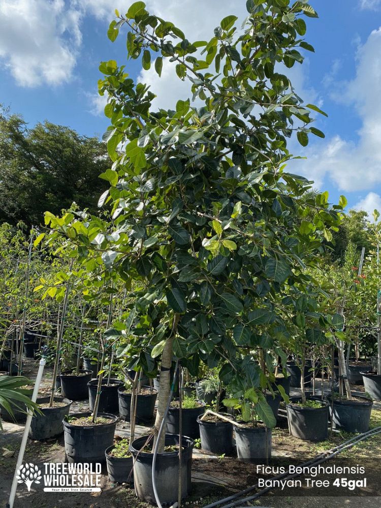 ficus-benghalensis-banyan-tree