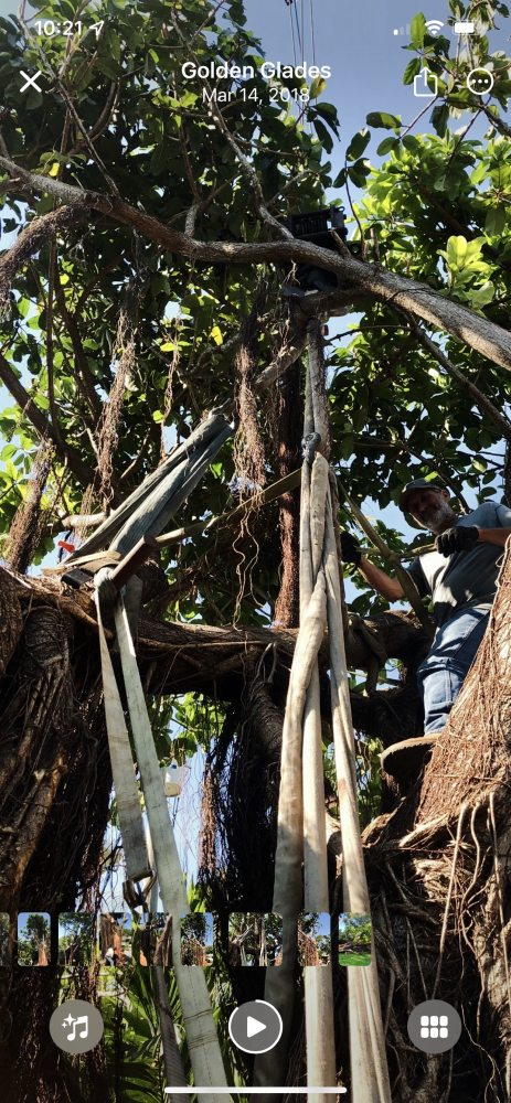 ficus-benghalensis-banyan-tree